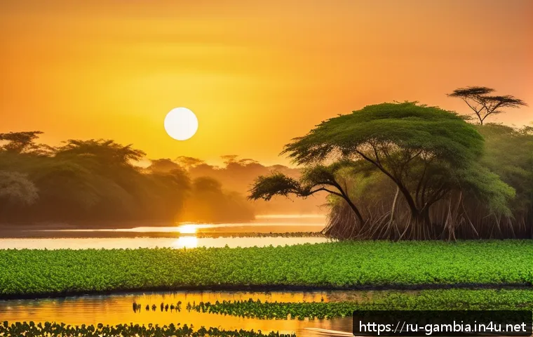 감비아 오지 탐험 - A vibrant scene of Gambian mangrove wetlands at sunrise, featuring lush green mangrove trees along a...