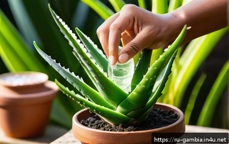 감비아 허브 의학 - A vibrant close-up scene of a Gambian aloe vera plant with thick, fleshy green leaves featuring a tr...